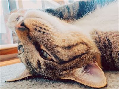 たいとコスモス、ときどきザクロ