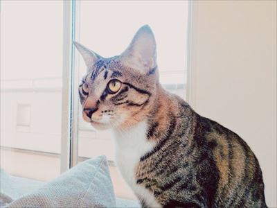 たいとコスモス、ときどきザクロ