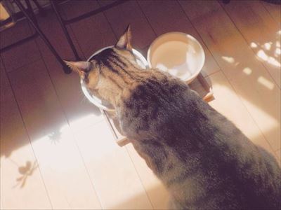 たいとコスモス、ときどきザクロ