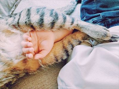 たいとコスモス、ときどきザクロ