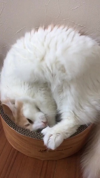 ベッドの中に入ろうとする猫ちゃん