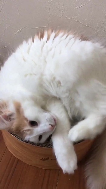 ベッドの中に入ろうとする猫ちゃん