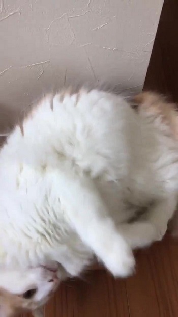 ベッドの中に入ろうとする猫ちゃん