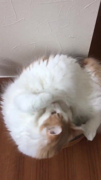 ベッドの中に入ろうとする猫ちゃん