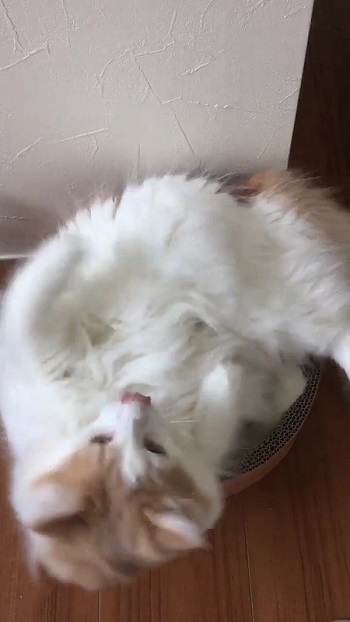 ベッドの中に入ろうとする猫ちゃん