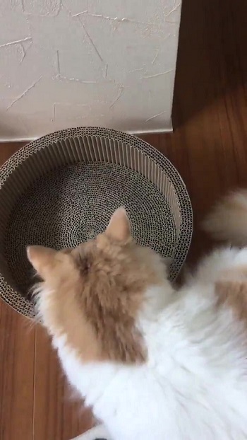 ベッドの中に入ろうとする猫ちゃん