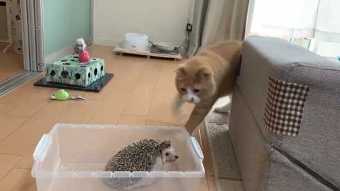 ちょっと触って去って行く 猫 ハリネズミ 猫パンチ