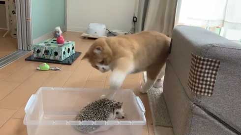 ハリネズミと猫