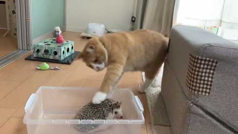 ちょっと触って去って行く 猫 ハリネズミ 猫パンチ