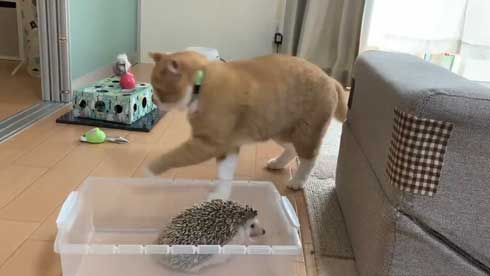 ちょっと触って去って行く 猫 ハリネズミ 猫パンチ