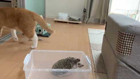 ちょっと触って去って行く 猫 ハリネズミ 猫パンチ