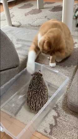 ちょっと触って去って行く 猫 ハリネズミ 猫パンチ