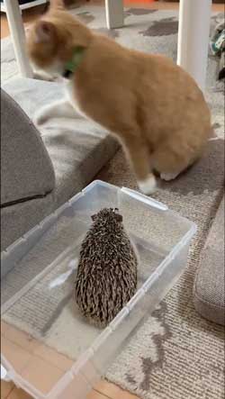 ちょっと触って去って行く 猫 ハリネズミ 猫パンチ