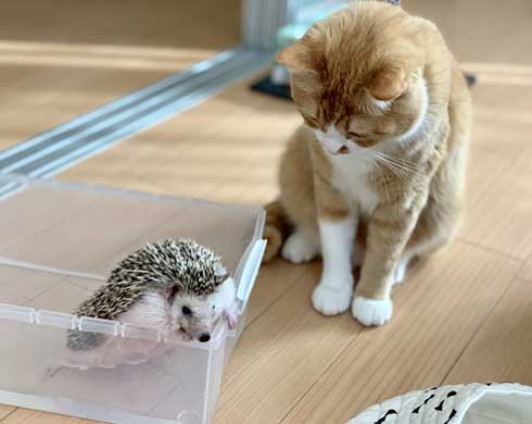 ちょっと触って去って行く 猫 ハリネズミ 猫パンチ