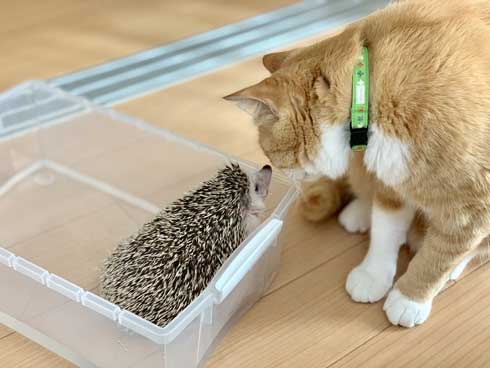 ちょっと触って去って行く 猫 ハリネズミ 猫パンチ