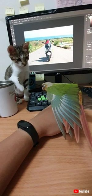 猫