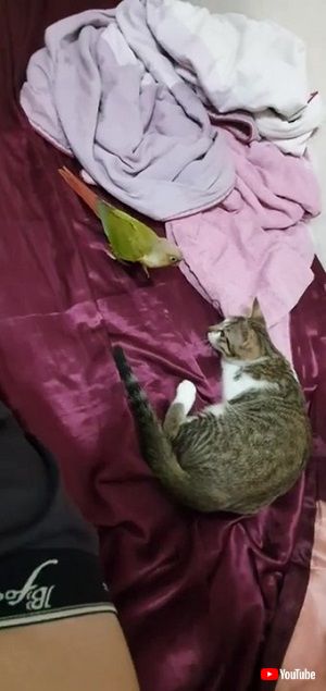 猫
