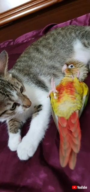 猫