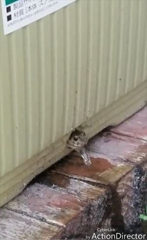 プランターから顔を出すカエルさん