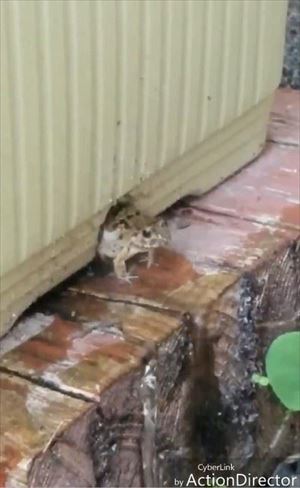 プランターから顔を出すカエルさん
