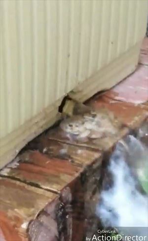 プランターから顔を出すカエルさん