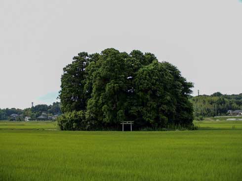 田んぼ 真ん中 神社 写真 Twitter 好き 共感
