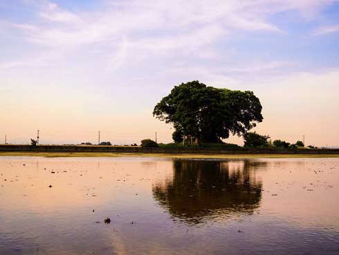 田んぼ 真ん中 神社 写真 Twitter 好き 共感