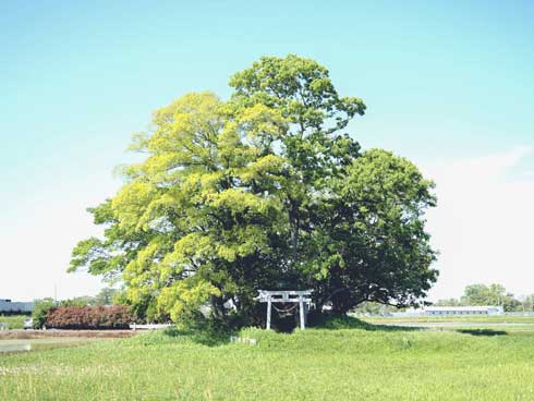 田んぼ 真ん中 神社 写真 Twitter 好き 共感