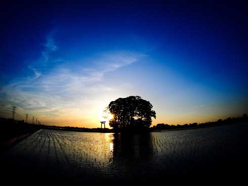 田んぼ 真ん中 神社 写真 Twitter 好き 共感