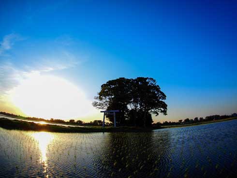 田んぼ 真ん中 神社 写真 Twitter 好き 共感