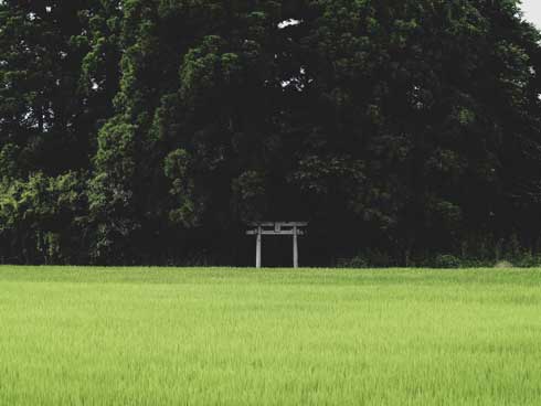 田んぼ 真ん中 神社 写真 Twitter 好き 共感