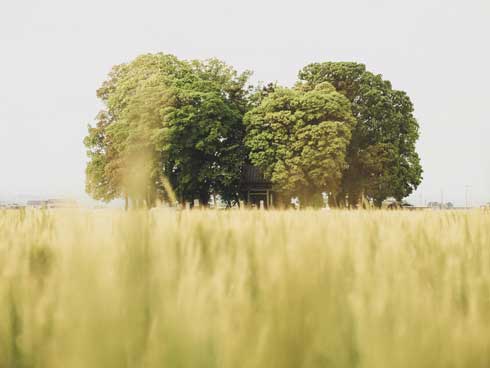田んぼ 真ん中 神社 写真 Twitter 好き 共感