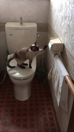 トイレットペーパー 猫