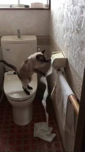 トイレットペーパー 猫
