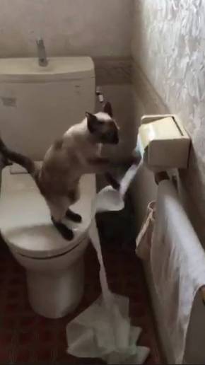 トイレットペーパー 猫