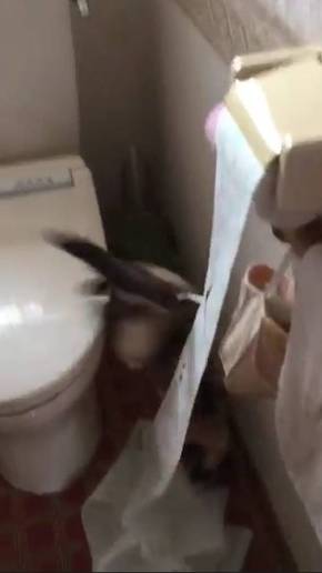 トイレットペーパー 猫