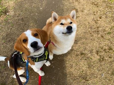 Amazon 動物保護施設 支援プログラム