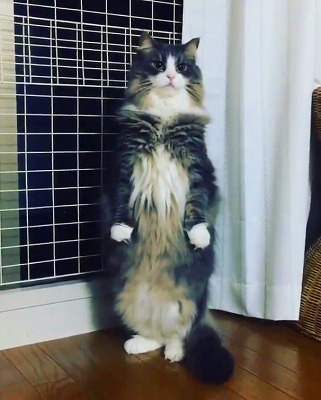 立ち上がる猫
