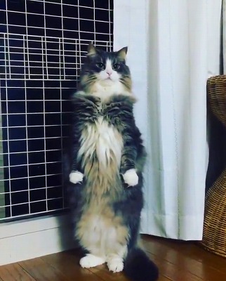 二本足で立つ猫ちゃん