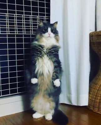 二本足で立つ猫ちゃん