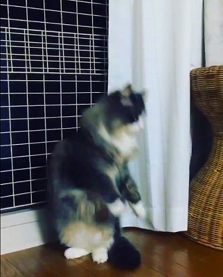 二本足で立つ猫ちゃん