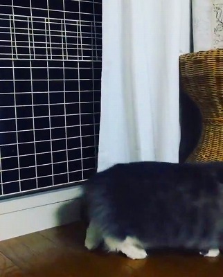 二本足で立つ猫ちゃん