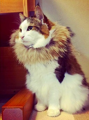 二本足で立つ猫ちゃん