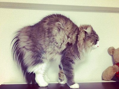 二本足で立つ猫ちゃん