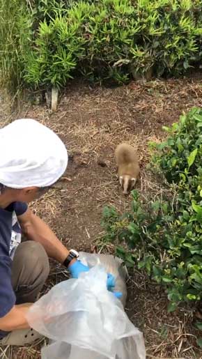 アナグマ ロードキル 親子 つらい別れ 野生動物 事故