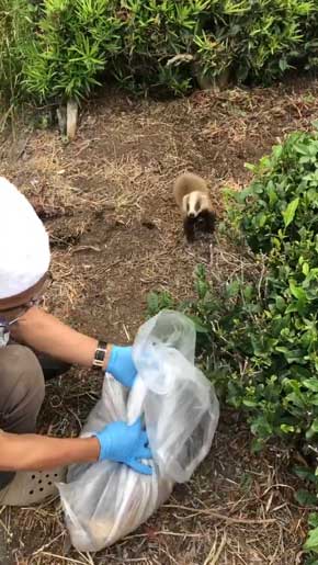 アナグマ ロードキル 親子 つらい別れ 野生動物 事故