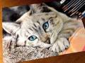 毛布と猫ちゃんのモフモフ感がすごい！　色鉛筆で描いたリアルな猫の絵に「色鉛筆の域を超えている」の声