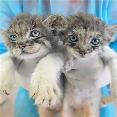 那須　マヌルネコ