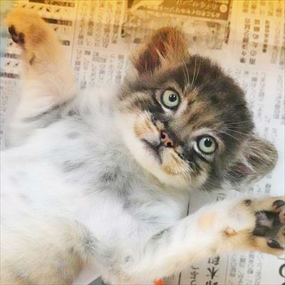 那須　マヌルネコ