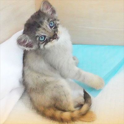 那須　マヌルネコ